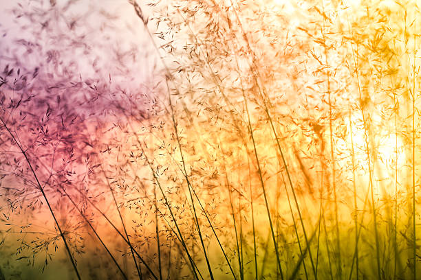 istock Silhouette of wildflowers in meadow during sunset 183064651