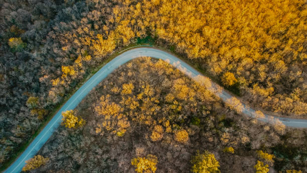 istock Drone view of road and forest 1830649932