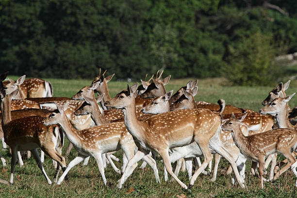 istock Mixed sex herd of fallow deer on the run 183065127