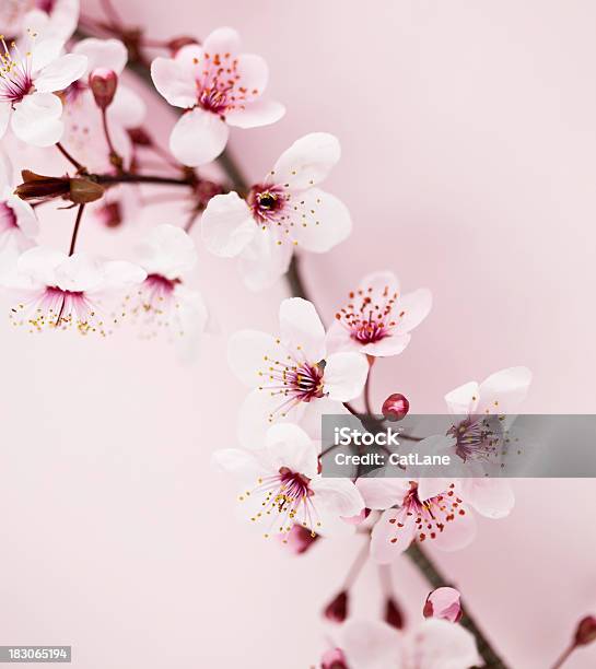 桜の - アウトフォーカスのストックフォトや画像を多数ご用意 - アウトフォーカス, サトザクラ, シンプル