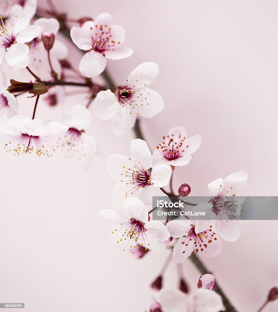 Sakura flor de cerejeira - Foto de stock de Abundância royalty-free