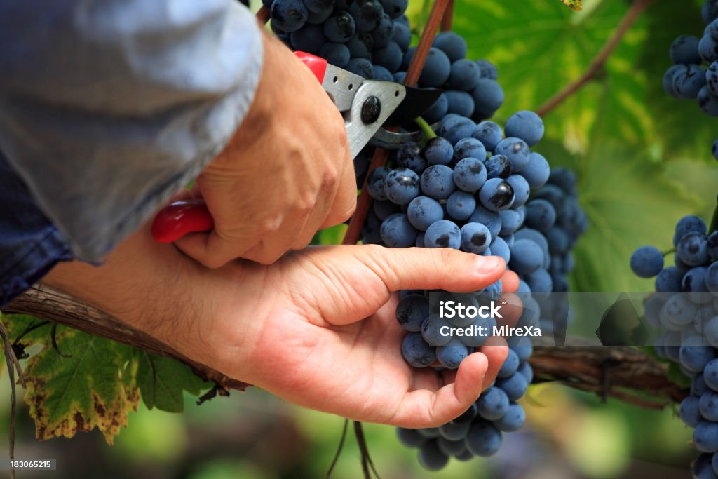 Retiro de uvas - Foto de stock de Agricultura libre de derechos