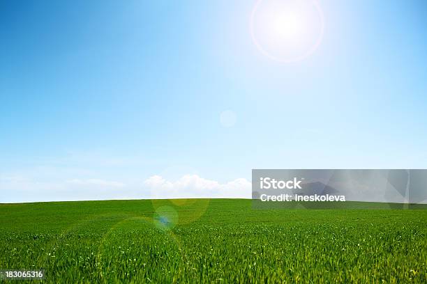 Foto de Sunny Campo e mais fotos de stock de Agricultura - Agricultura, Ajardinado, Azul