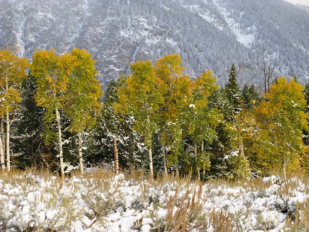 Aspen Tree Winter Snow Aspen trees covered with snow in early winter. Aspen tres still have their autumn leaves. aspen tree grove tree stand stock pictures, royalty-free photos & images
