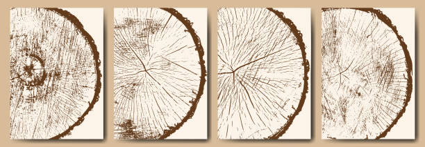 illustrations, cliparts, dessins animés et icônes de une collection de coupes transversales d’arbres. - cross shape cross rough wood