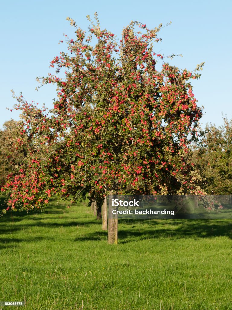 Apple Tree Orchard - Foto de stock de Manzano libre de derechos