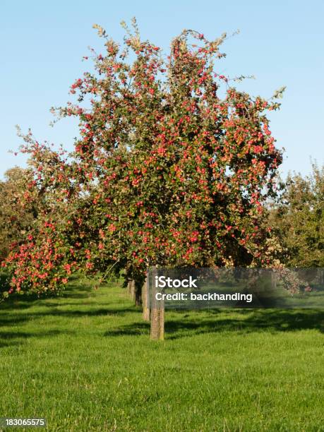 Apple Tree Orchard Foto de stock y más banco de imágenes de Manzano - Manzano, Azul, Cielo