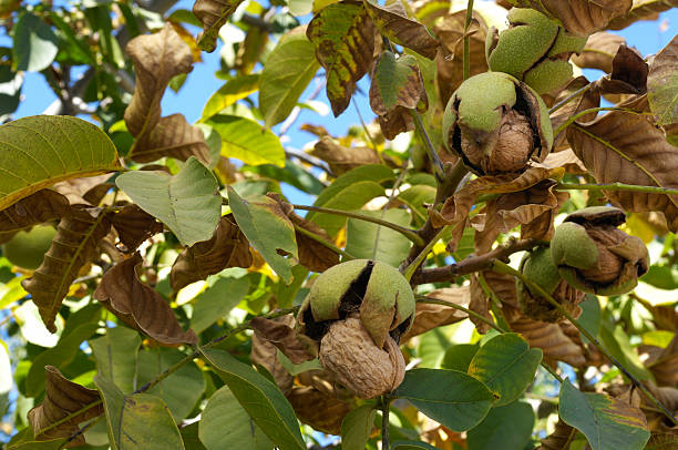 istock Close-up of Ripe Walnuts on Tree Ready for Harvest 183065747