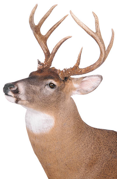 Eight point buck on white background stock photo