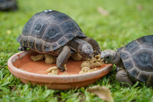 Group of baby Aldabra giant tortoise (Aldabrachelys gigantea) eating food on green lawn grass. It is one of the largest tortoises in the world. The species is endemic to the Seychelles Atoll.