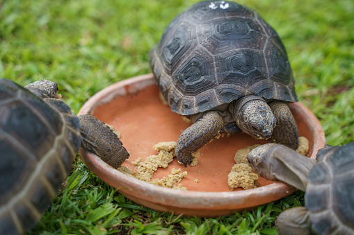 Group of baby Aldabra giant tortoise (Aldabrachelys gigantea) eating food on green lawn grass. It is one of the largest tortoises in the world. The species is endemic to the Seychelles Atoll.