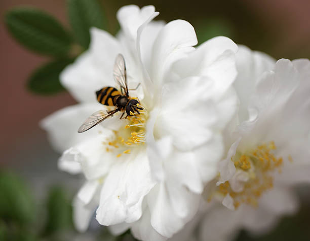 placez le curseur sur une fleur fly - hoverfly nature white yellow photos et images de collection