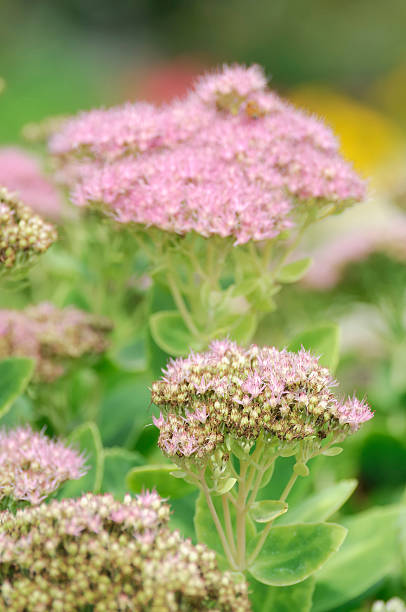 istock Red Sedum Garden 183066159