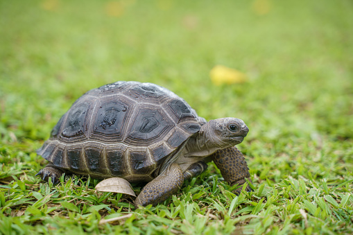 Baby Aldabra giant tortoise (Aldabrachelys gigantea) on green lawn grass. It is one of the largest tortoises in the world. The species is endemic to the Seychelles Atoll.