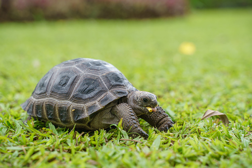 Baby Aldabra giant tortoise (Aldabrachelys gigantea) on green lawn grass. It is one of the largest tortoises in the world. The species is endemic to the Seychelles Atoll.