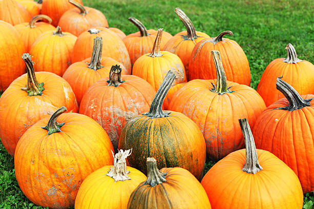istock Ugly Halloween Pumpkins for Sale 183066448