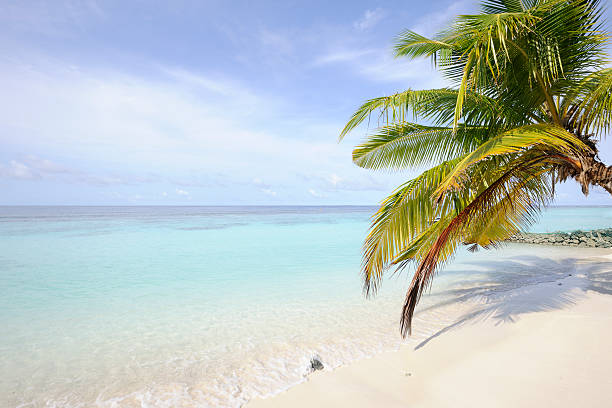 istock Leaves from palmtree hanging into the water 183066464