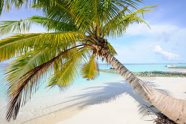 istock Palmtree and some motorboats at the beach 183066472