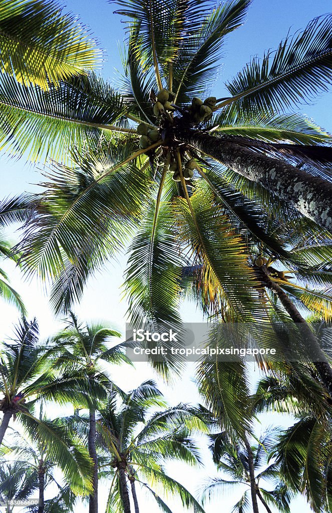 USA Hawaii Oahu, North Shore, palme da cocco. - Foto stock royalty-free di Albero