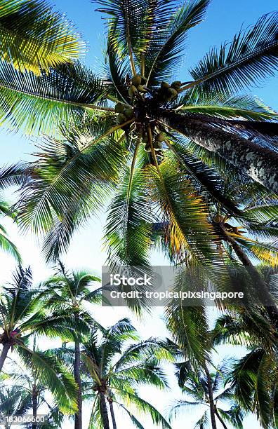 Usa Hawaii Oahu North Shore Palme Da Cocco - Fotografie stock e altre immagini di Albero - Albero, Albero tropicale, Clima tropicale