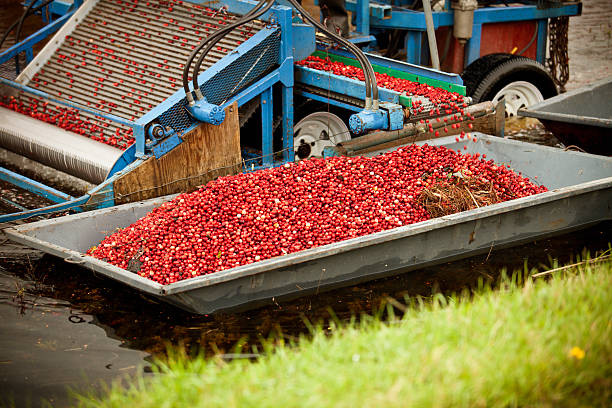 istock Cranberry pond harvest 183066815