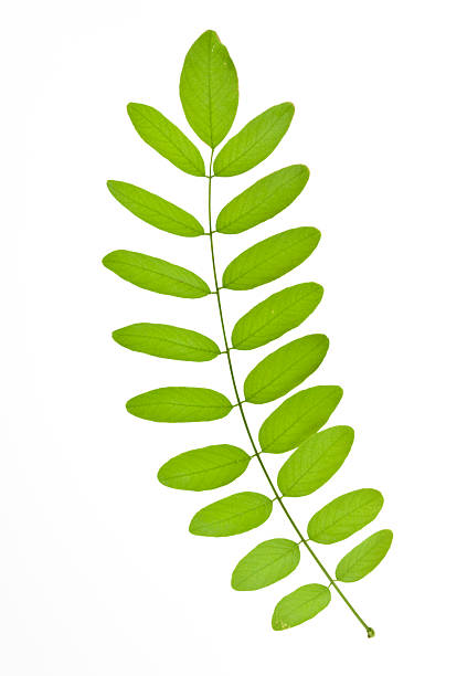 Acacia Acacia Tree. Green leaves. acacia leaves stock pictures, royalty-free photos & images