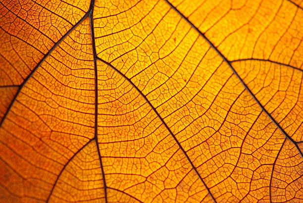 hoja seco. - leaf autumn macro leaf vein fotografías e imágenes de stock