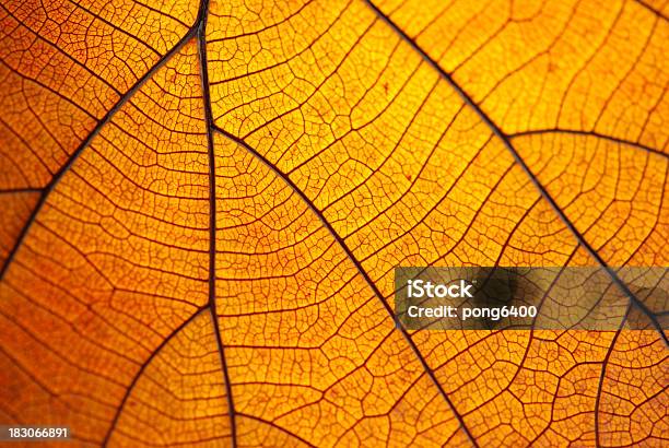 잎 기체상태의 잎에 대한 스톡 사진 및 기타 이미지 - 잎, 질감, 질감 효과