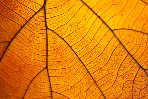 Old leaf transparance on back light and can seeleaf line or leaf vein.