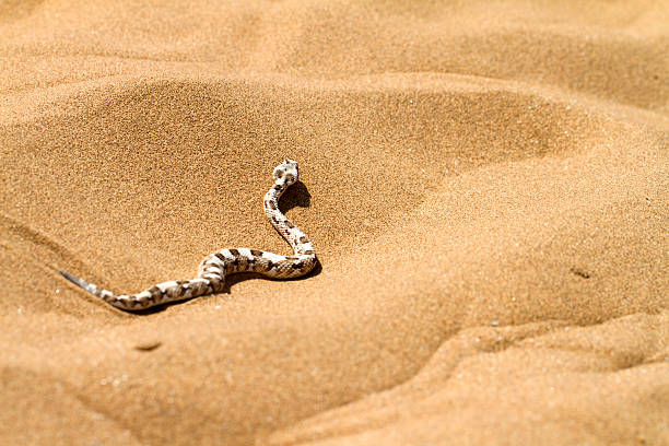 cornu vipère du désert, en namibie. - snake adder viper reptile photos et images de collection