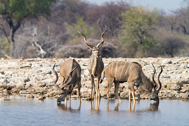 istock Kudu Antelopes drinking at a waterhole, Etosha National Park, Namibia 183067040