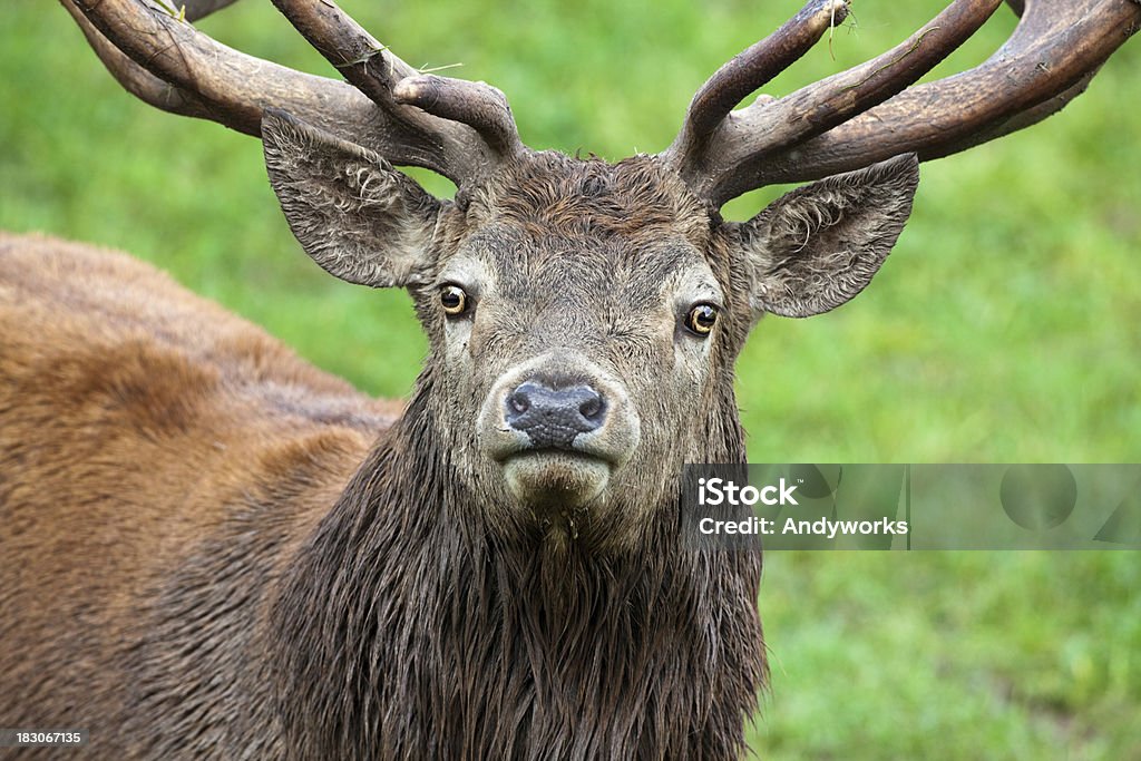 Red Deer Starren - Lizenzfrei Bildschärfe Stock-Foto