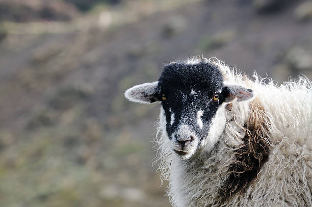 istock Black-faced swaledale  sheep close-up 183067167