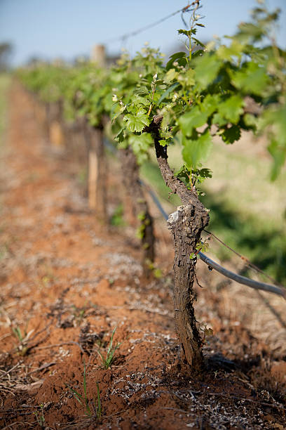 Grape vines mit neuen sprouts – Foto