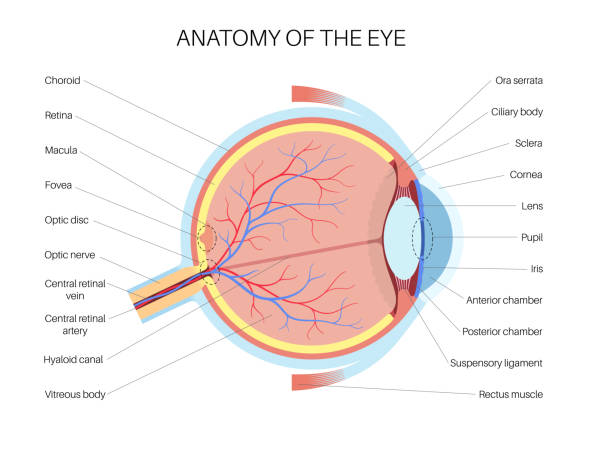 Eye anatomy poster vector art illustration