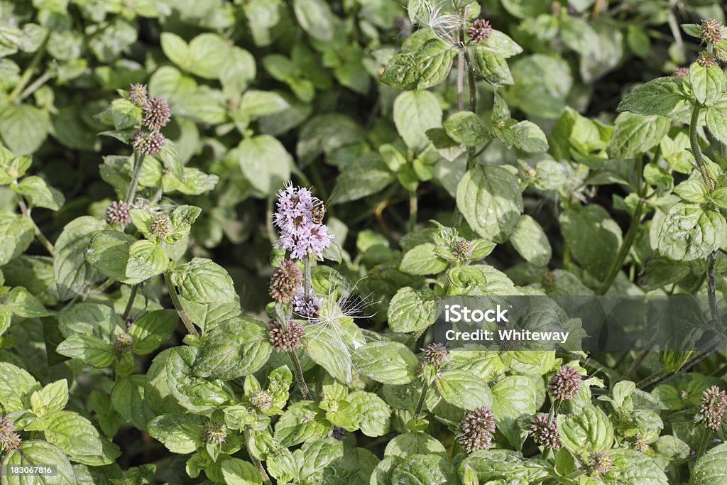 Menta silvestre Mentha aquatica bloqueo una corriente - Foto de stock de Aceite de aromaterapia libre de derechos