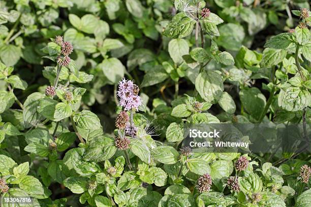 Menta Silvestre Mentha Aquatica Bloqueo Una Corriente Foto de stock y más banco de imágenes de Aceite de aromaterapia