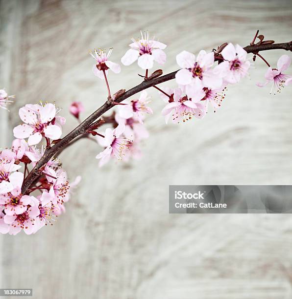 Antiqued Flor De Cerezo Foto de stock y más banco de imágenes de Cerezo japonés - Cerezo japonés, Abundancia, Anticuado