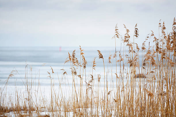 invierno reeds - frozen cold lake reed fotografías e imágenes de stock