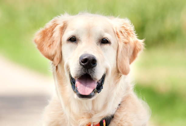 Happy Golden Retriever portrait outdoor