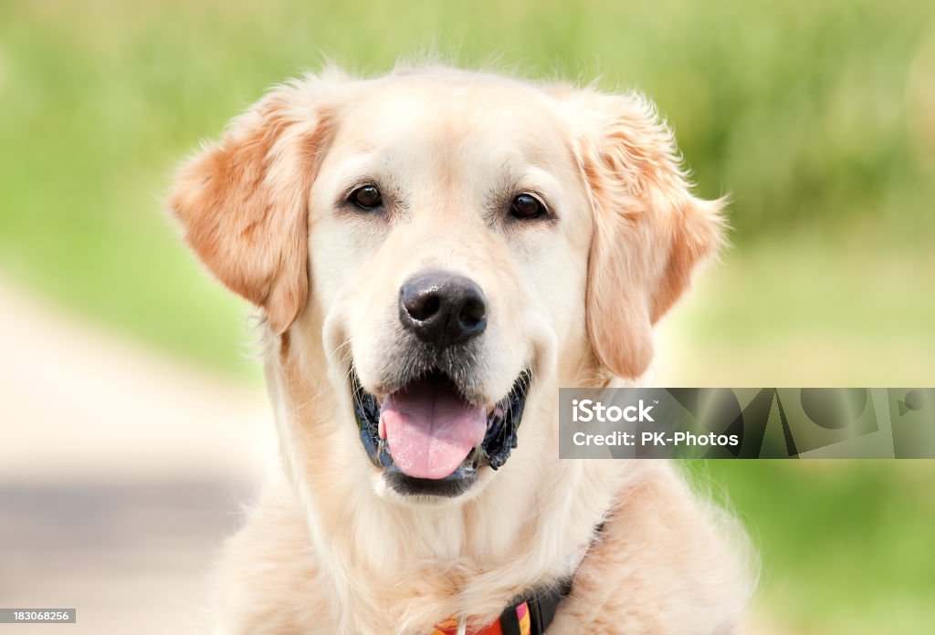Счастливый золотой ретривер Портрет - Стоковые фото Собака роялти-фри