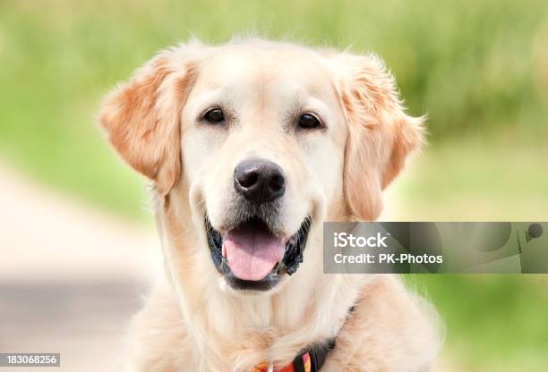 Счастливый Золотой Ретривер Портрет — стоковые фотографии и другие картинки Собака - Собака, Счастье, Без людей