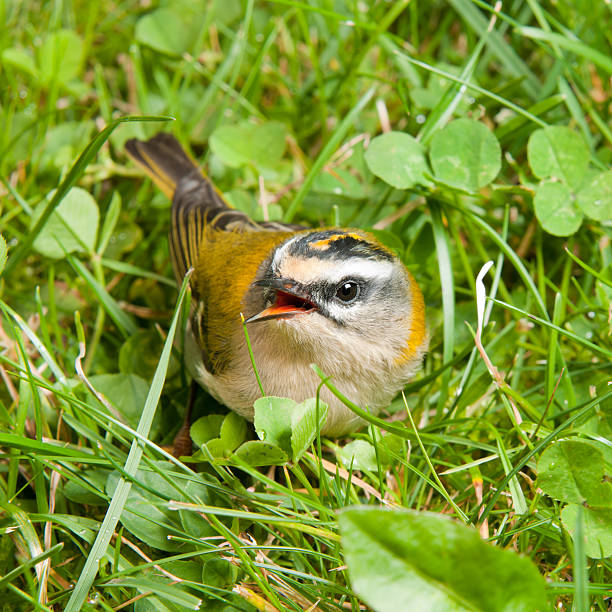 Barely-fledged Firecrest Baby Bird calling its Mother Barely-fledged Firecrest Baby Bird sitting in the Meadow calling for its mother. Great Detail. Square crop. Nikon D3X. Converted from RAW. regulidae stock pictures, royalty-free photos & images