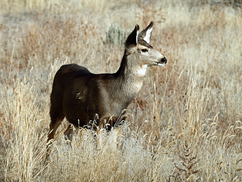 This alert doe mule deer is watching for any preditor since she is in an open field. The mule deer is indigenous to western North America. It is named for its ears, which are large like those of the mule. This one was spotted in Bosque de Apache Reserve in New Mexico.
