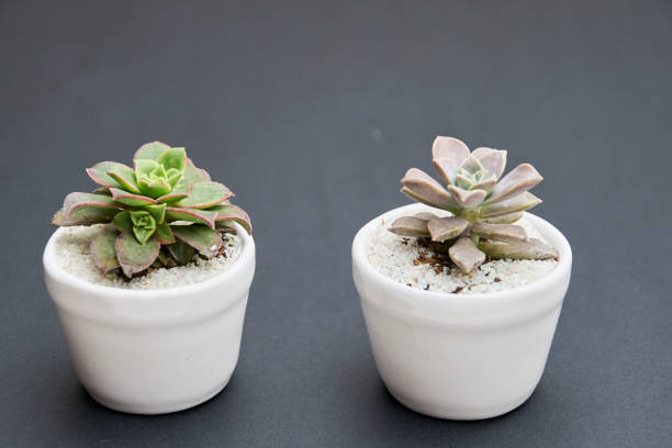 istock cactus of the succulent variety, 1830687400