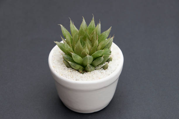 cactus of the succulent variety,