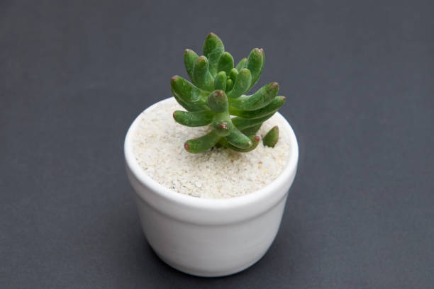 istock cactus of the succulent variety, 1830687535