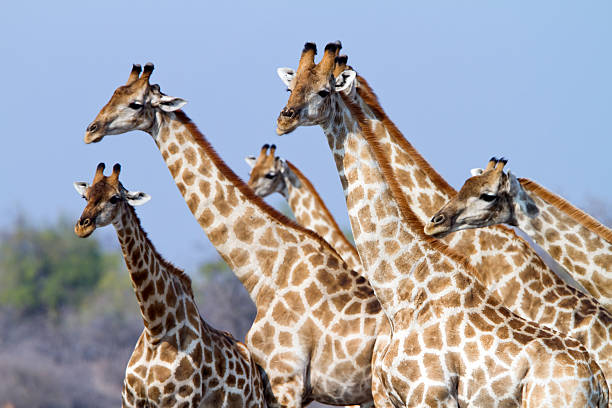 стадо виде жирафов, национальный парк этоша, намибия - giraffe namibia africa animal стоковые фото и изображения