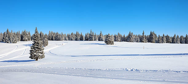 paysage hivernal - woods glade winter wood photos et images de collection