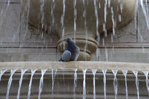 Pigeon showering in fountain